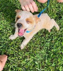 Why don't dog owners follow training advice for their puppies?