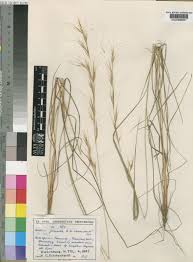 Image result for Sartidia angolensis