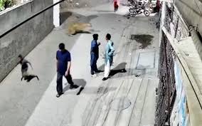 Sư tử nuôi trong nhà tấn công người, chủ sở hữu Pakistan bị bắt