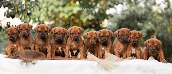Image result for rhodéský ridgeback