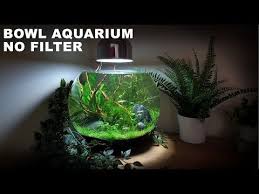 Aquariums How To Make A No Filter 3 Gallon Fish Bowl Aquarium No Filter No Ferts No Co2 No Heater Aqua Fish Tank Decorations Betta Fish Tank Betta Fish Bowl