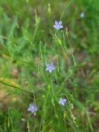 Image result for Wahlenbergia capitata