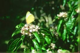 Image result for Volkameria glabra