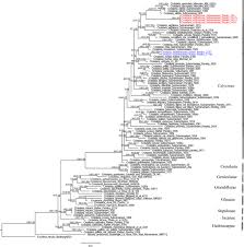 Image result for Crotalaria spartioides