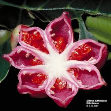 Image result for Dilleniaceae