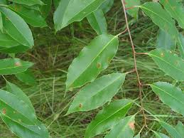 Image result for Prunus serotina