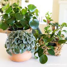 Image result for Peperomia molleri