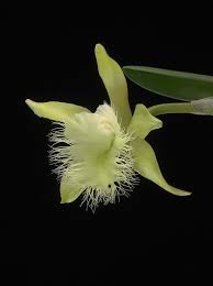 Image result for Dignathia gracilis