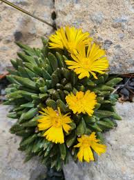 Image result for Nananthus aloides