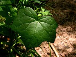 Image result for Menispermaceae