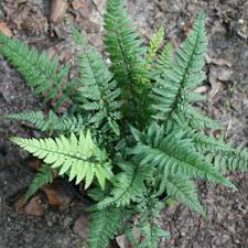 Image result for Polystichum