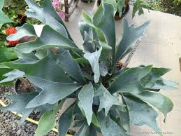 Image result for parožnatka Platycerium