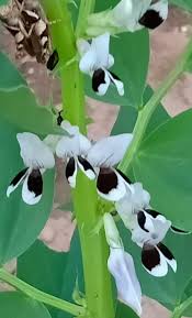 Image result for Psophocarpus lancifolius