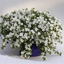 Bacopa White Sutera Bacopa White Bacopa Plants Bacopa Buy Plants