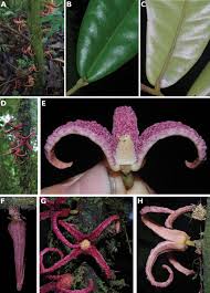 Image result for Monanthotaxis poggei