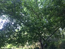 Image result for Dasylepis eggelingii