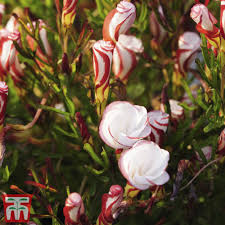 3 more photos view gallery. Oxalis Plum Crazy Plum Crazy Wood Sorrel In Gardentags Plant Encyclopedia