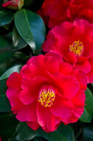 Camellia Sasanqua Japonica Daylilies In Australia Beautiful Flowers Amazing Flowers Pretty Flowers