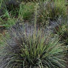 Image result for Eragrostis porosa