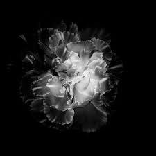 Dahlias, daisies, roses, peonies, blue bonnets, daffodils, dandelions, & more. Altering The Mood With Black And White Flower Photography