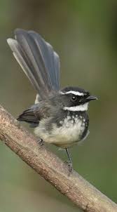 Black And White Spotted Bird Pin On Birds