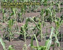 hail damage