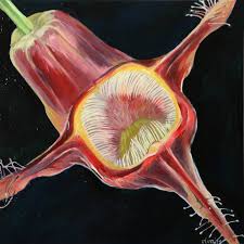 Image result for Aristolochia triactina