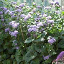 Pin On Gardening Ideas