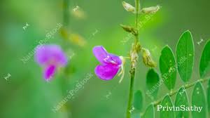 Image result for Tephrosia aurantiaca