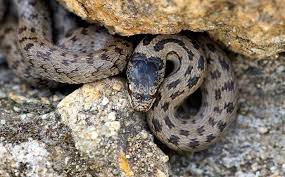 Diese Zwei Heimischen Schlangen Sind Giftig In 2020 Schlingnatter Schlangen Giftschlangen
