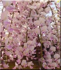 Auch 'pink ice' duftet und glänzt durch rosafarbene, purpur überhauchte blütentrauben, wobei sich die. Wisteria Floribunda Honbeni Wisteria And Vines