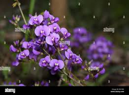 Image result for Hardenbergia comptoniana