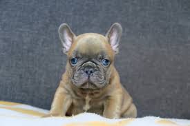 Her previous owner stated that she does not like other dogs so she will. French Bulldog Ranch French Bulldog For Sale