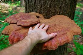 Image result for Ganoderma tsugae