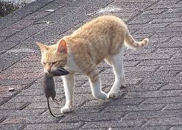 If you're asking, can cats eat raw chicken? and you're thinking in terms of a raw food diet, the answer is a little bit different. Should Cats Eat Raw Chicken And Uncooked Meat Catlovingcare Com