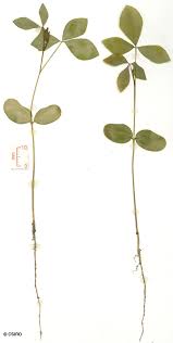 Image result for Crotalaria laburnifolia