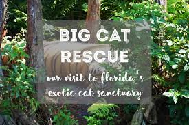 Big cat rescue is ranked #9 out of 17 things to do in tampa. Fluffy Kitty S Visit To The Big Cat Rescue In Tampa Fl Review Fluffy Kitty