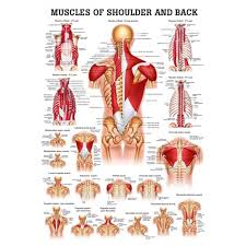 Muscles Of The Shoulder And Back Laminated Anatomy Chart