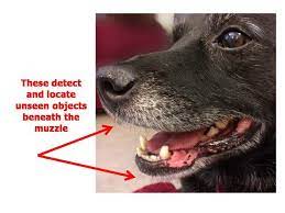 Check spelling or type a new query. The Surprising Reasons Why Dogs Have Whiskers Psychology Today