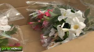 Geschenke verpacken geschenke in folie verpacken schön verpacken kann jeder. Die Verpackung Von Empfindlichen Topfpflanzen Bei Lubera Youtube