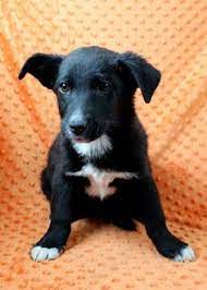 9 Kelpies Ideas Australian Kelpie Working Dogs Australian Kelpie Dog
