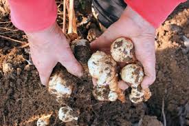 Dann ist der weg zur ernte nicht weit. Topinambur Im Garten Anbauen