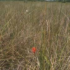 Image result for Polysphaeria lanceolata