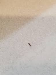 keep finding little black bugs in our