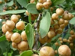 Image result for Gymnosporia buxifolia
