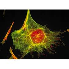 Monastic cell, a small room, hut, or cave in which a monk or religious recluse lives. Cells And Cell Structure Cancerquest