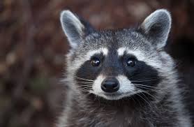 Wayne county is a county in the u.s. Pest Wildlife Control Amelia Milford Miami Township Oh