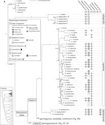 Image result for Selaginella cathedrifolia