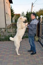 The hair is short or moderately long with a heavy undercoat. Alabai Central Asian Shepherd Dog Ultimate Guide Pictures Characteristics Facts Animals Comparison