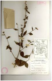 Image result for Triumfetta annua